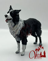 Border Collie (MOD3)
