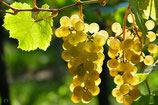 RAISIN BLANC France