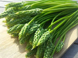 Asperge des Bois  Alsace