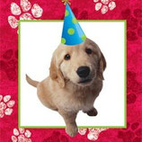 Hunde Partyhut Servietten