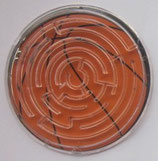 Basketball Geduldspiel Labyrinth