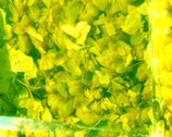 Hopfen Tinktur.