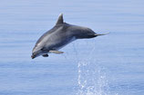 Lundi 1 er mai 2023 Grands dauphins Port Camargue / place adulte