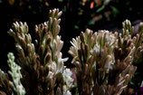 Tuberosa Fleurs d'Oranger