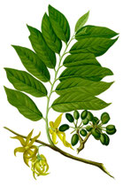 Narciso Ylang Ylang