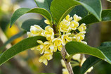 Osmanthus Orange Blossoms