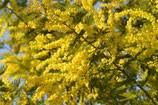 Mimosa India