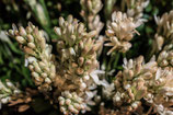 Tuberose Orange Blossoms