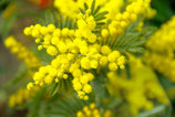 Mimosa Francia