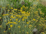 Lavanda Elicriso Salvia