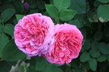 Rosa Turchia