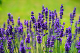 Lavanda Mailette Francia