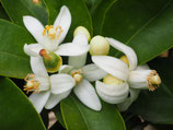 Neroli Marocco