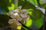 Frangipani Orange Blossoms