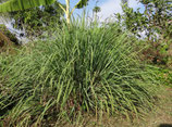 Citronella