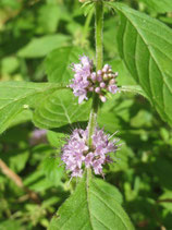 Menta arvensis