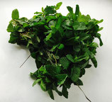 Menthe Fraiche x 10 bottes soit 500grs environ Lille
