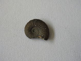 A queensteadtoceras pyrite ammonite fossil