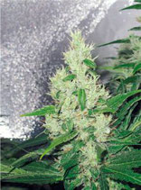 Y Griega (Medical Seeds)