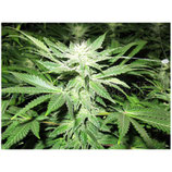 Jack la Mota (medical seeds)