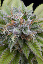 Bubba Kush (Dinafem)