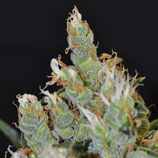 Kali (CBD Seeds)