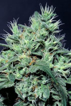 Dutch Dragon (paradise seeds)