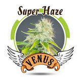 Super Haze (Venus Genetics)