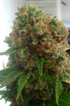 Belladona (paradise seeds)