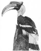 Kadjo