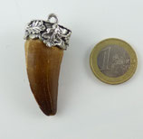 Mosasaurus Zahn Nr.2