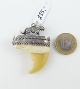 Tigerkralle mit Cites Nr.3