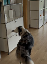 Scent Detection bei VitalDogs in Bedburg