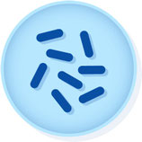 Brevibacillus agri ATCC 51663 (6 Units) MICROBIOLOGICS 0139