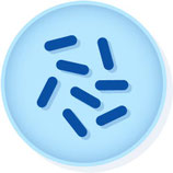 Fusobacterium nucleatum subsp. nucleatum ATCC 25586 KWIK-STIK (Class D) (2 Units) MICROBIOLOGICS 0328P