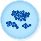 Enterococcus faecalis ATCC 19433 MICROBIOLOGICS 0367