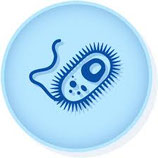 Escherichia coli ATCC 11229, MICROBIOLOGICS