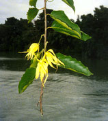 1388 YLANG YLANG EXTRA 11 ML