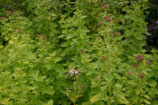1235 MARJOLEIN 11 ML