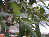 1287 PIMENT 11 ML