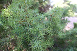 1408 JENEVERBES BES 11 ML