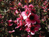 1334 MANUKA 11 ML