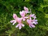 1137 GERANIUM BOURBON 11 ML