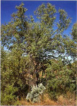 1411 SANDELHOUT AUSTRALISCH 11 ML