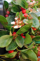 1385 WINTERGREEN 11 ML
