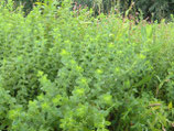 1242 MELISSE SD 5 ML