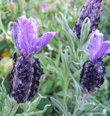 1215 LAVENDEL STOECHAS 11 ML