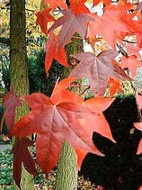 1420 STYRAX 5 ML
