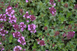 1354 TIJM WILDE 11 ML