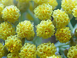 1329 STROBLOEM 5 ML